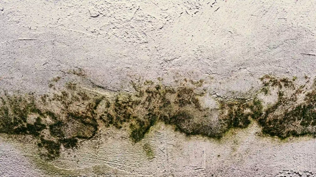 Can-a-Leaking-Roof-Cause-Mold-Signs-of-Hidden-Roof-Leak-Damage