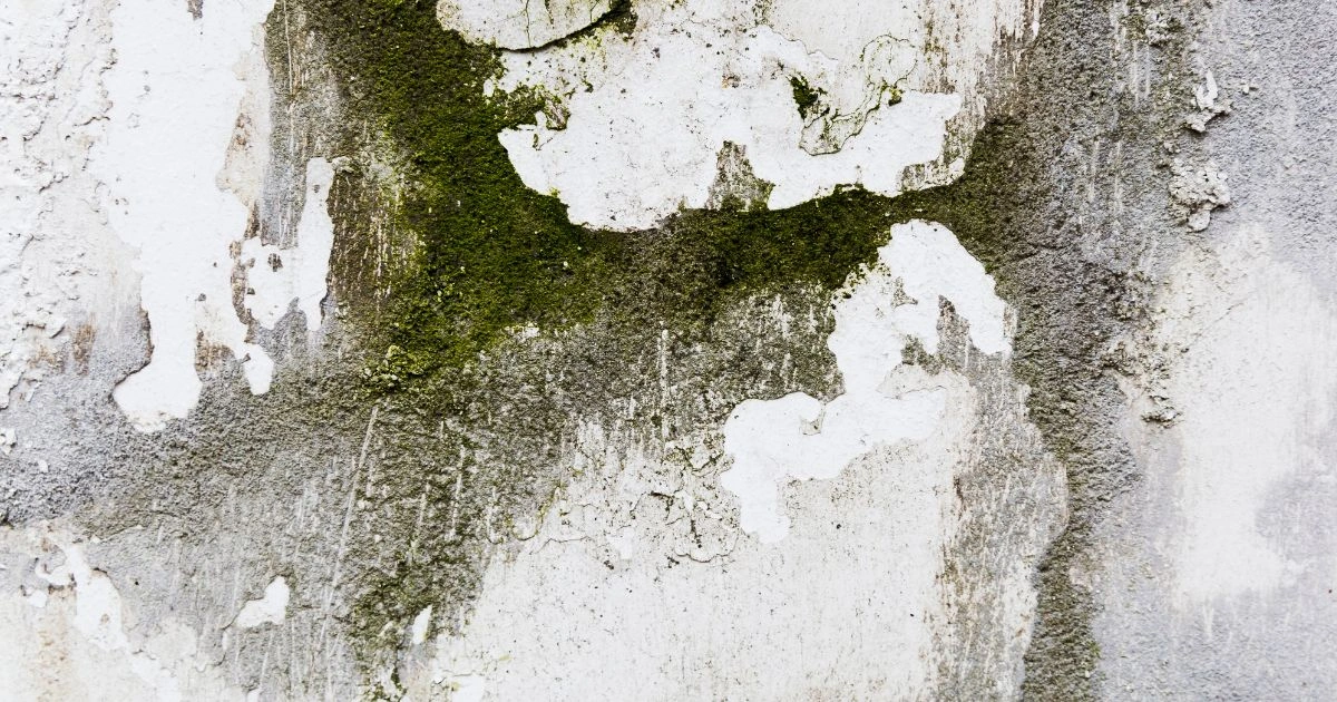 can a leaking roof cause mold